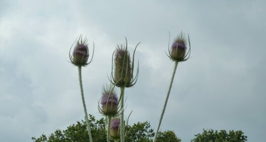 La cardère