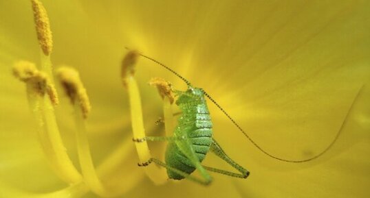 Sauterelle nymphale sur tulipe