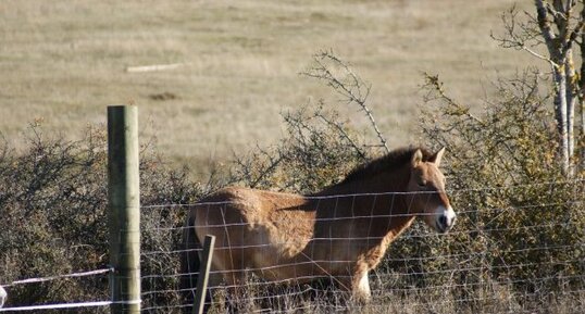 Cheval de przewalski