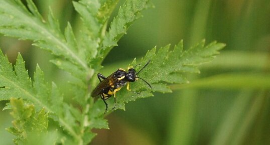 Macrophya montana femelle