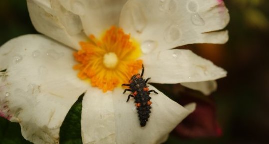 Larve de Coccinella