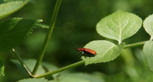 Pyrochroa serraticornis