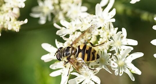 Eristale des fleurs