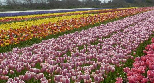 Tulipes horticoles