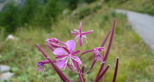 Fleur d'épilobe à feuilles étroites