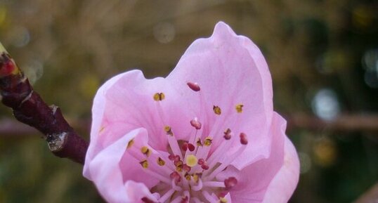 Premières fleurs de pêcher