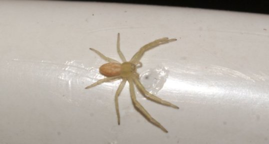 Philodromus sp.