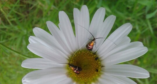 Papillon Adèle