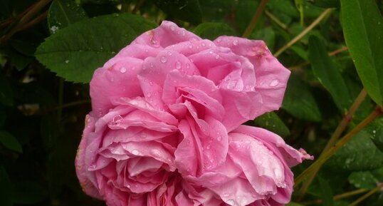 Rose "Gertrude Jekyll" (sous réserve)