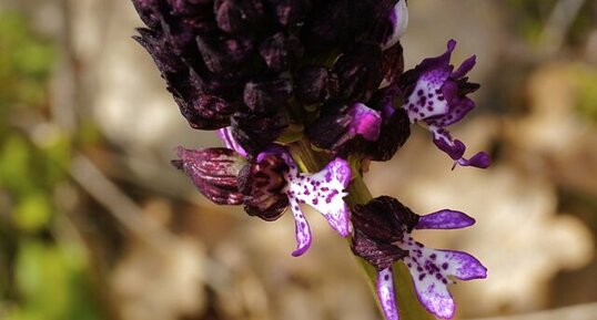 Fleur d'orchis brûlé - sous réserve