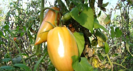 Tomate ondine cornue