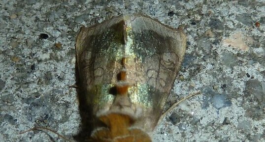 La Plusie vert-doré Diachrysia chrysitis.Noctuelle.