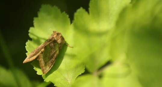 Plusie vert dorée / Diachrysa chrysitis