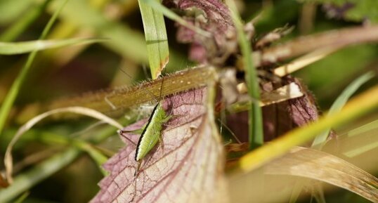 Conocephalus sp.