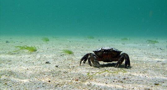 Notre bon crabe vert (Carcinus maenas)