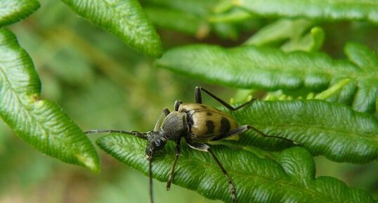 La Strangalie à forme de capricorne