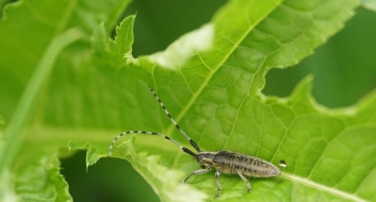 Agapanthia villosoviridescens