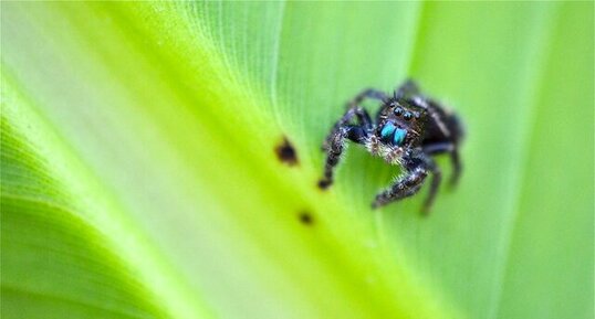 Phidippus audax (2)