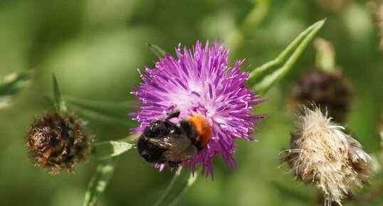 Bombus confusus - sous réserve