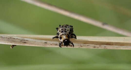 Larve de Chrysomèle sp.