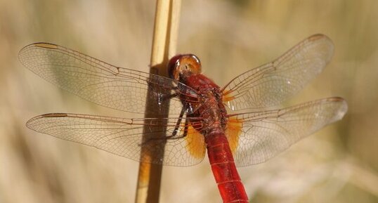 Crocothemis écarlate - mâle