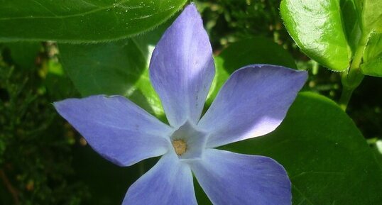 Grande pervenche (vinca major)