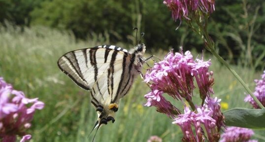 Le flambé - Iphiclides podalirius