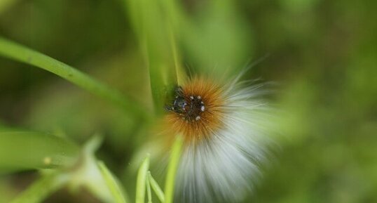 Chenille de l'écaille martre - sous réserve