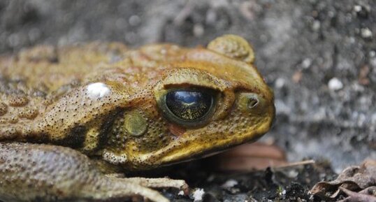 Crapaud Commun d'Equateur