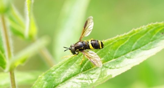 Chrysotoxe à double ceinture