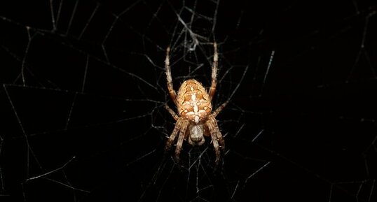 Araneus diadematus