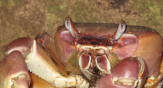 Crabe de terre (Cardisoma carnifex)