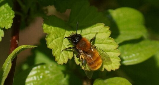 Andrena fulva