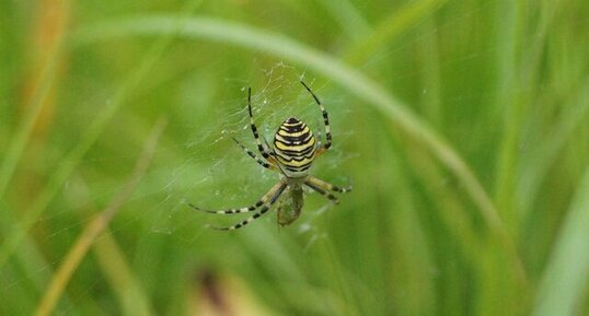 Argiope frelon