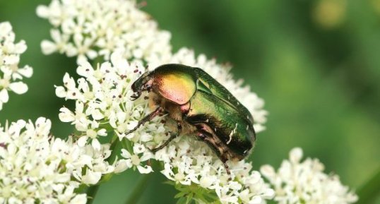 Cetonia aurata