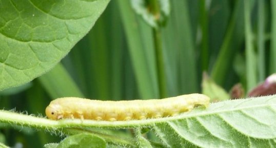 Larve de tenthrède Dolèrus sp.