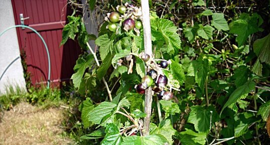 Cassis noirs