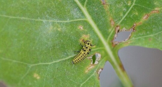 Larve de Coccinelle à 22 points