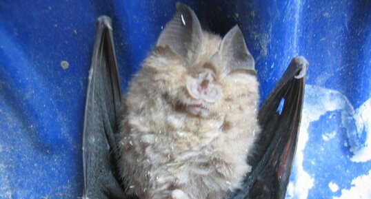 Chauve-souris