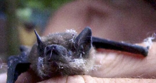 Chauve souris - Chiroptera