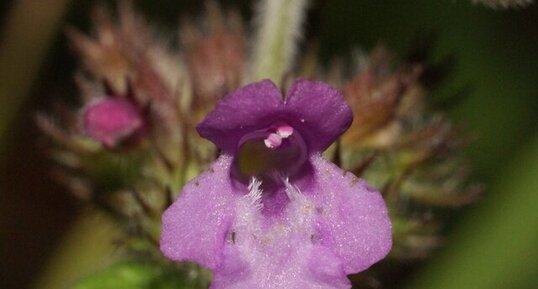 Une labiée - la fleur