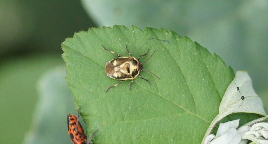 Eurydema ornata immature