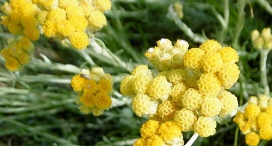 Immortelle des dunes