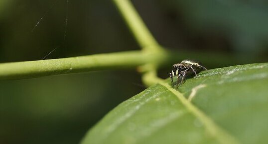 Salticidé sp.