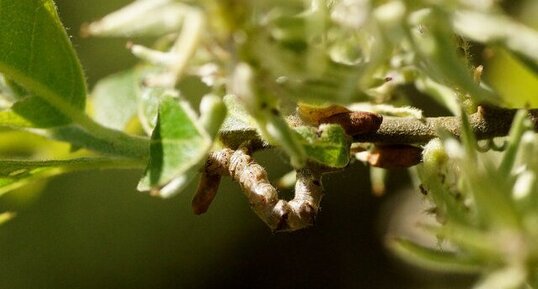 Chenille d'arpenteuse