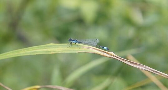 Agrion élégant en train de déféquer