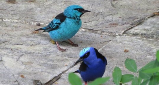 Dacnis cayana et Cyanerpes cyaneus