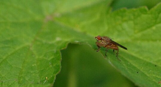 Tetanocera sp. ???