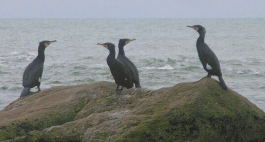 Grands cormorans