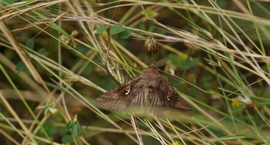 Autographa gamma